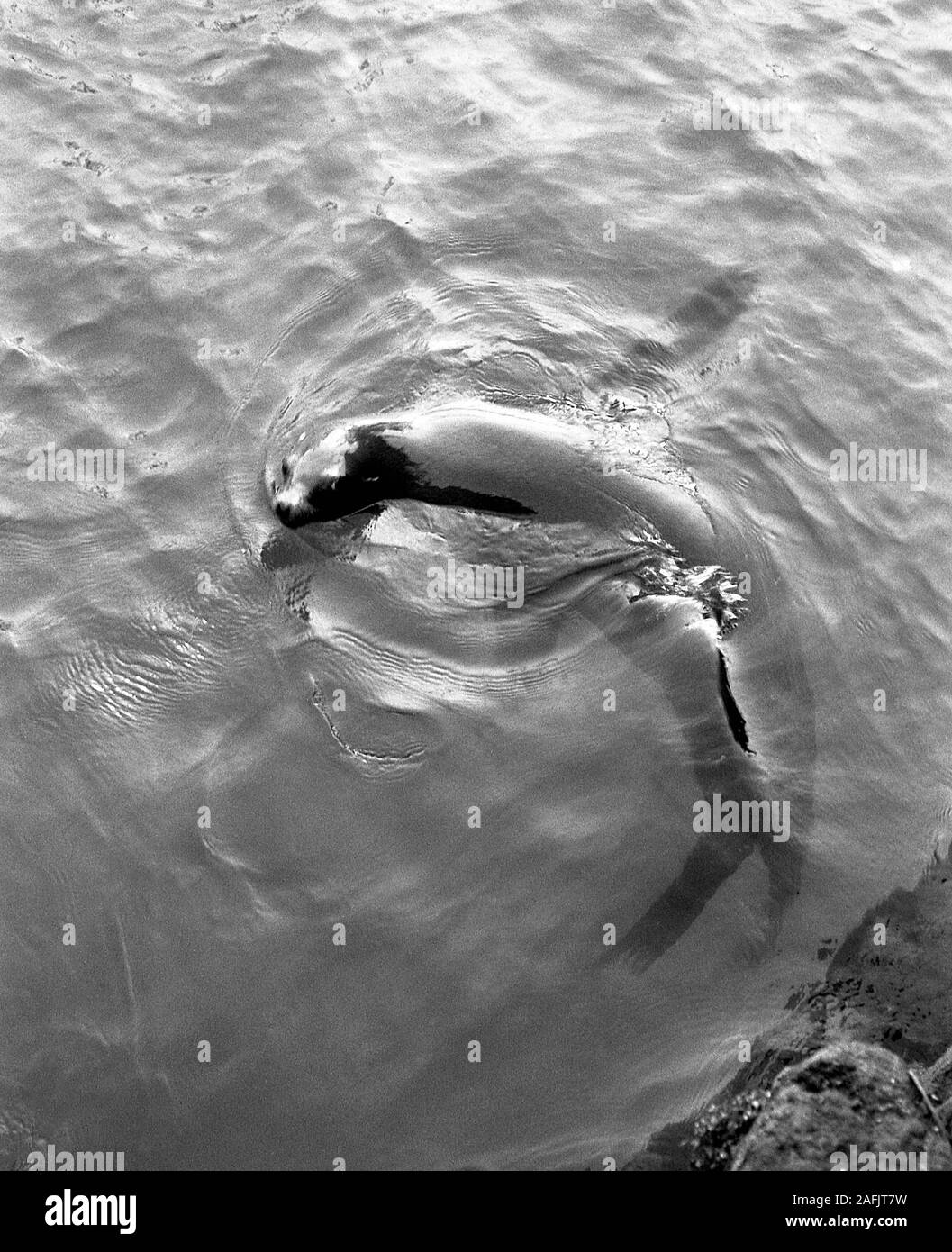 Berlin Zoological Garden: Picture shwos a seal. Stock Photo