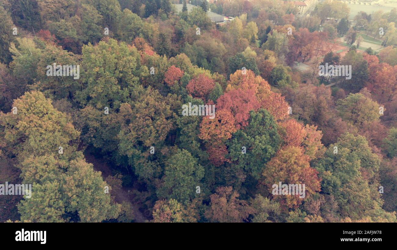 Drop down view of tree tops starting to change color Stock Photo - Alamy