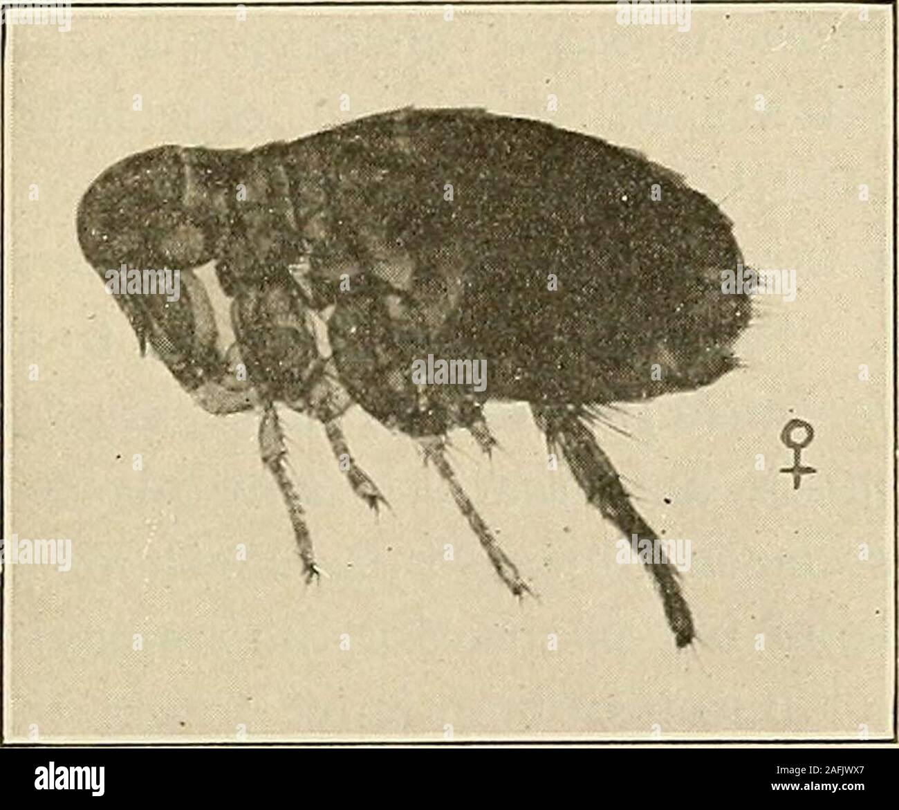 . Preventive medicine and hygiene. FiG. 43.—A Squirrel Flea (Hoplopsyllus anomalus Baker.). tance of these discoveries, it is only necessary to call to mind that, inorder to eradicate plague forever from the surface of the globe, a war-fare against the rat alone is not sufficient, but must include the rodentsmentioned and perhaps others. Simond in 1897 advanced the theory that plague was carried byfleas. This theory was developed by J. Ashburton Thompson and othersand conclusively proved by the Indian Plague Commission. The exactmethod by which the flea transmits the infection from animal to a Stock Photo