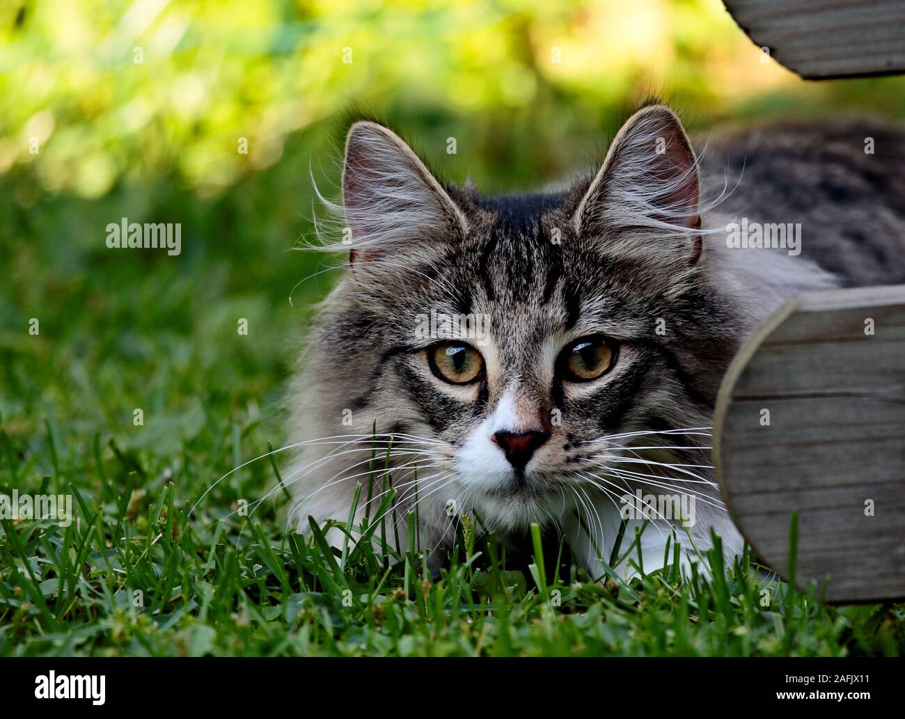 Norwegian forest cat male peeking his fellow cats behind a fence Stock Photo