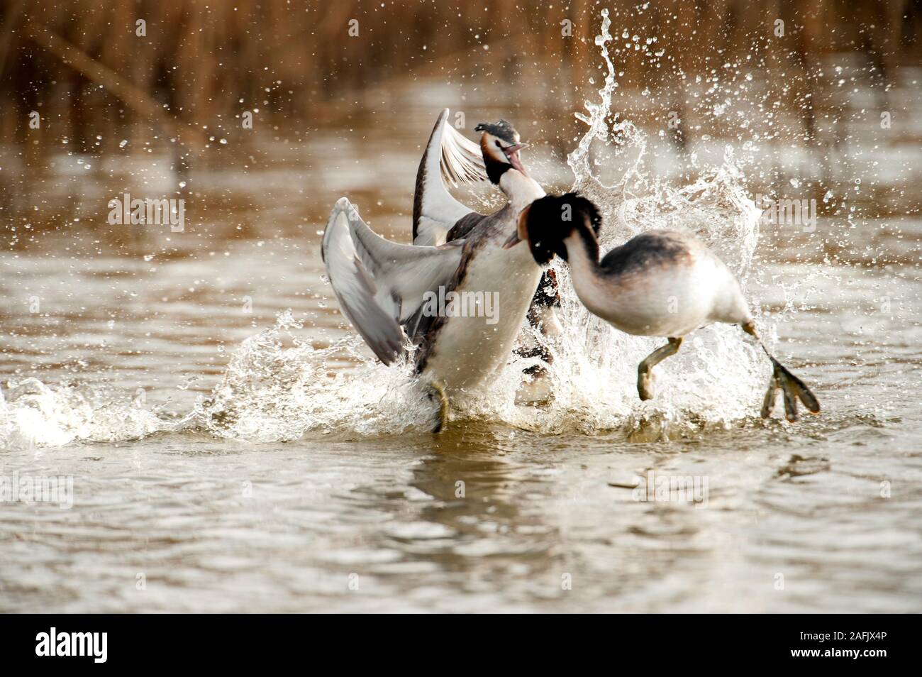 Rival great crested grebes (Podiceps cristatus) fighting over a female. Stock Photo