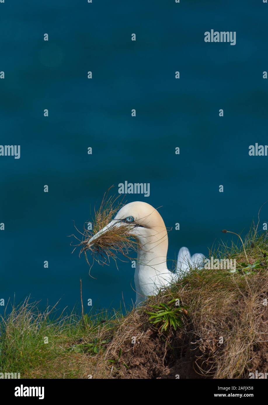 Northern Gannet (Morus bassanus)  (Sula bassana) on grassy cliff top carrying nest material. Stock Photo