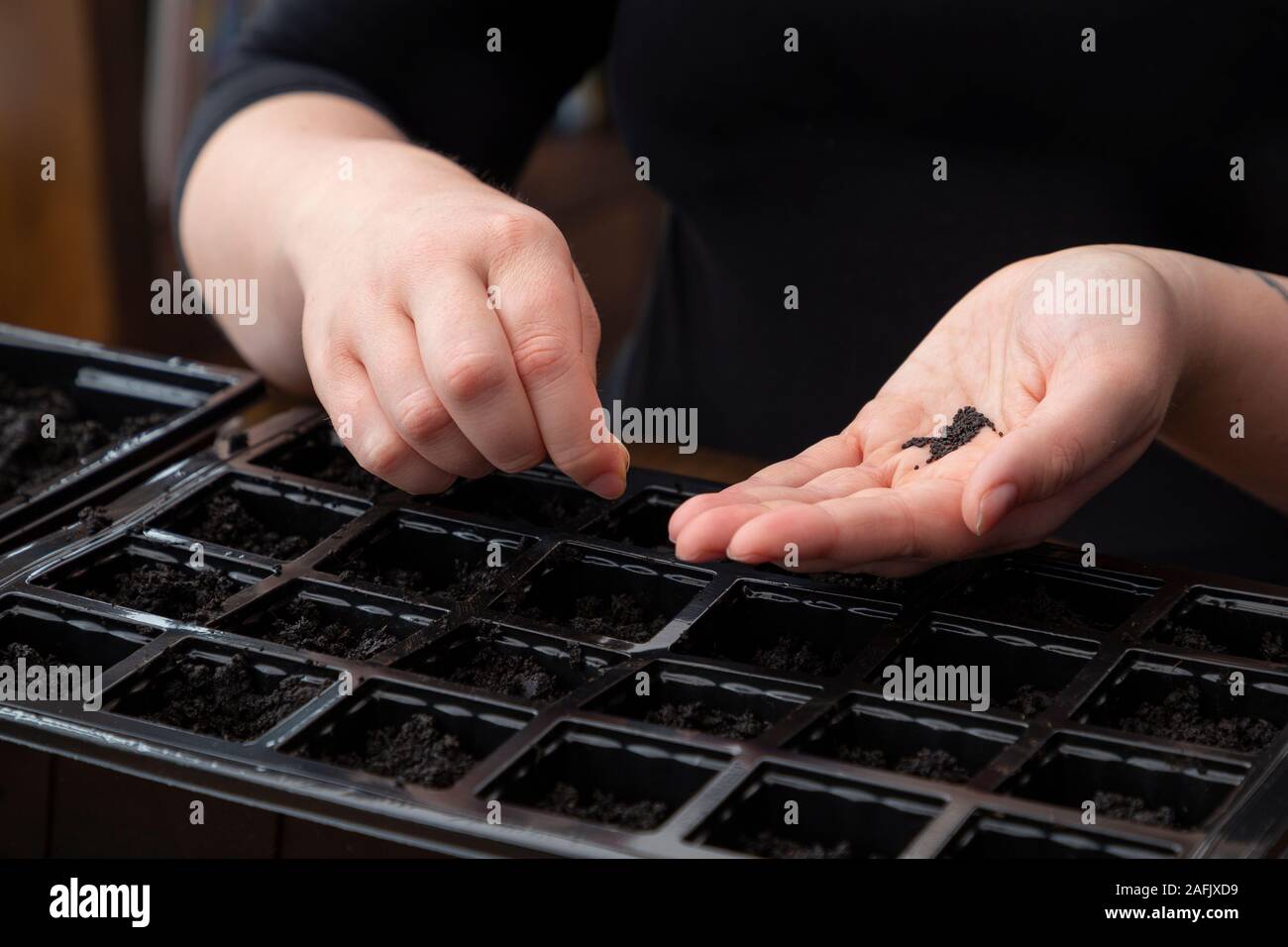 Sowing Basil Crimson King seeds into seed tray Stock Photo Alamy