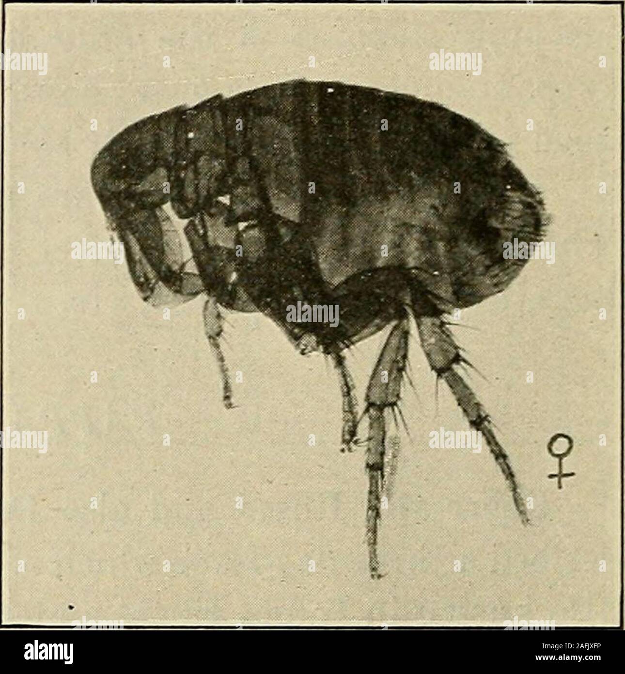 . Preventive medicine and hygiene. Fig. 40.—The Indian Rat Flea {Xenopsylla cheopis Rothsc.)} Then they spin flat, white, silken cocoons in which they transform tothe pupal stage. In from 5 to 8 days the adult flea emerges from thecocoon. The period of their transformation is affected by the tempera-ture and moisture. In warm, damp weather a generation may developin ten days or two weeks, but usually about 18 days to three weeks Stock Photo