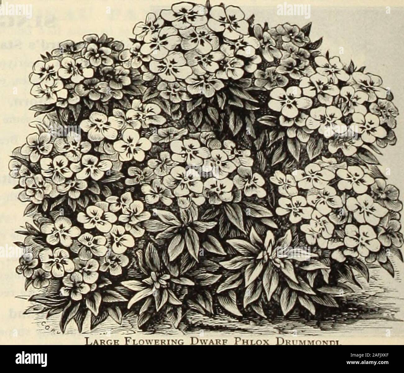 . Dreer's garden book 1915. oz., 25 cts.; oz., 75 cts 10 DOUBLE PHLOX. 3638 Especially desirable for cut flowers, lasting better thanthe single sorts. To produce the best results theyshould be grown in a light soil. Finest mixed colors.i oz., 50 cts 10. Large Flowering Dwarf Phlox D Books on horticultural lubjects are offered on the inside of back of cover. fMHWADREER -PHILAPmiAM^ RELIABLE FLOWER SEEDS M ^ PEXTSTEMON ^Beard Tongue). Highly useful and attractive perennials, and much used in the hardy border. PER PKT. 3o32 Qloxinioides Sensation. As a bedding plant this takes rank with thePetun Stock Photo
