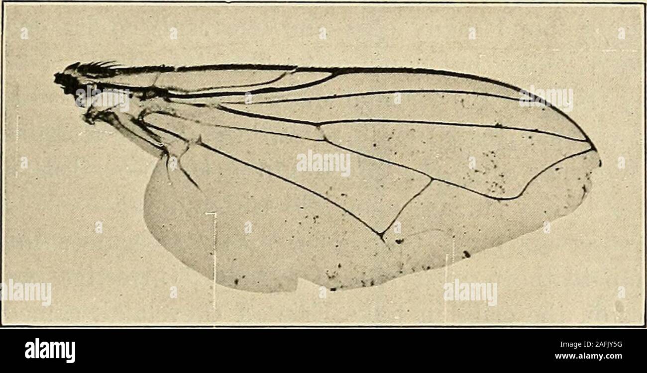 . Preventive medicine and hygiene. Fig. 35.—The Little House Fly {Homalomyiacanicularis 6). (Hewitt.) FLIES 253 bacteria on flies are comparatively small, while later the numbers arevery large. The places where flies live also determine largely the num-ber of bacteria they carry. The average of the 415 flies was about oneand one-quarter million bacteria. The method of the experiment wasto introduce the flies into a sterile bottle and pour into the bottle aknown quantity of sterilized water, then shake the bottle to wash thebacteria from the body of the fly. The numbers, therefore, only repre-s Stock Photo
