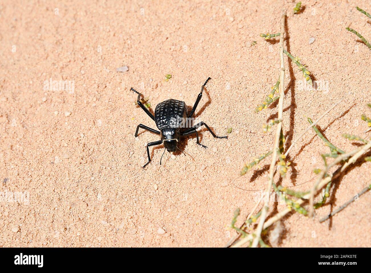 Jordan, darkling beetle in desert of Wadi Rum Stock Photo