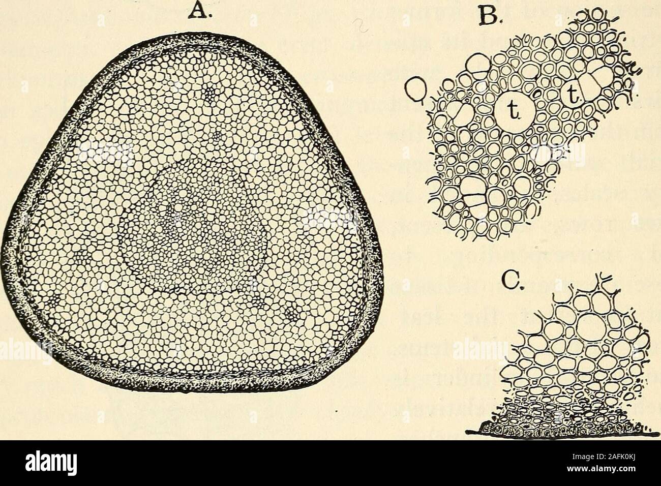 . The structure and development of mosses and ferns (Archegoniatae). Fig. 121.—A, Transverse section of the leaf ofLeucohryum; B, similar section of the leaf ofPolytrichum commune; cl, chlorophyll-bear-ing cells (after Goebel). 224 MOSSES AND FERNS CHAP. The male inflorescence of the Polytrichaceae is especiallyconspicuous, as the leaves immediately surrounding the anther-idia are different both in form and colour from those of thestem. They are broad and membranaceous, and more or lessdistinctly reddish in colour. A well-known peculiarity ofthese forms is the fact that the growth of the stem Stock Photo