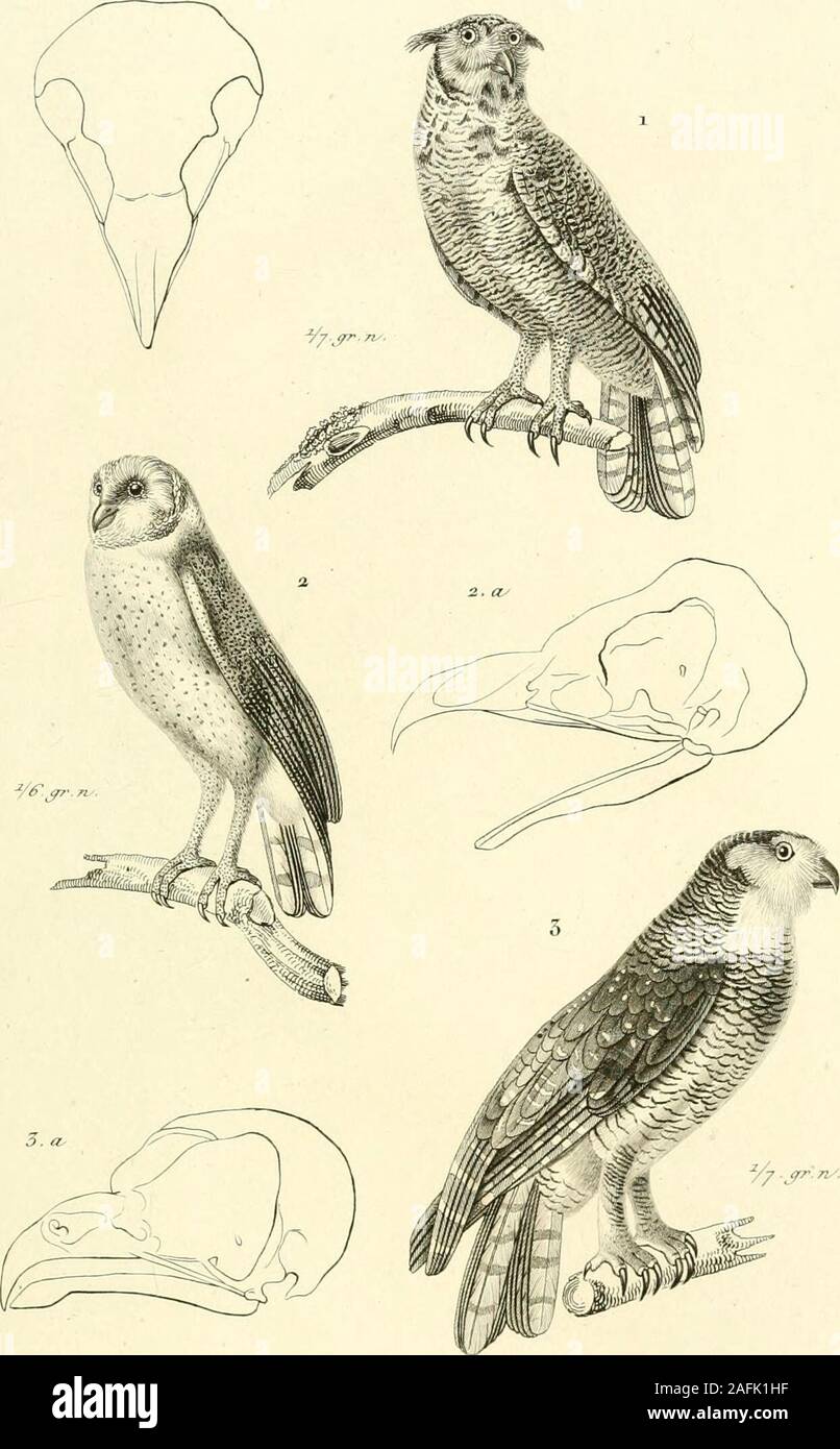 . Iconographie du règne animal de G. Cuvier, ou, Représentation d'après nature de l'une des espèces les plus et souvent non encore figurées de chaque genre d'animaux : avec un texte descriptif mis au courant de la science : ouvrage pouvant servir d'atlas a tous les traites de zoologie. i.Milvus fhrca/fi.1-. Cifu.Ji.A.i.55^. 2.&gt;%&gt; i/f Pernis criffa/a . Otu.j. 33.i. S.Asfur .ctifi/Ziof/w /tono^r. ai/ yiÀ/rn^ J^ii/tut/. 0/,Fe/z/i&lt;t. J^/.. (rtterrA e/JJ.Jrtrvi*ûtV^ Jf&gt;,fi, Trf, /l,mo„^. 5. &yvniira.//a.çOtiir^///n .Tem.fim.i.S^S. /&lt;^&lt;^/to^. c//i J{ec/n/^ ^Jjiifn&lt;j/. ûù^eaetœ Stock Photo