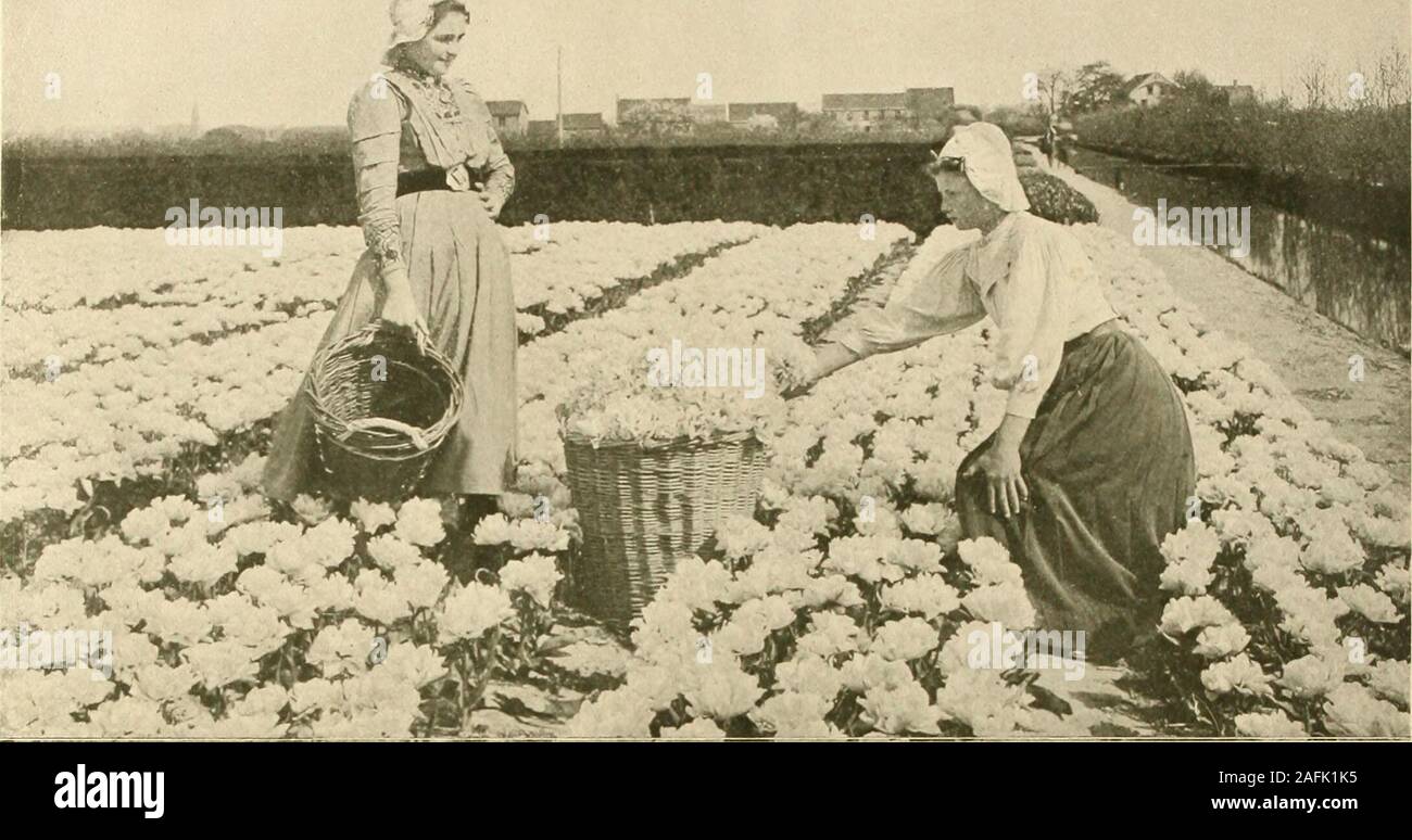 Farquhar's autumn catalogue : 1913. 1 4 50 I 1,000 |$25.00 1,000$28.00  40.oti40.00 ARRANGEMENTS OF COLORS FOR BEDDING. Chrysolora and Dusart.  Pottebakker White and Chrysolora. Prince of .ustria and Vermilion  [&gt;rilliant.