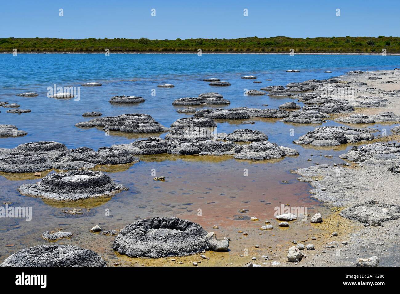 stromatolites-in-lake-thetis-hi-res-stock-photography-and-images-alamy