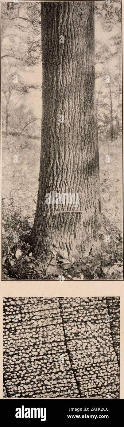 . Handbook of the trees of the northern states and Canada east of the Rocky mountains. Photo-descriptive. PAPAW. Asiniina triloba (L.) Dunal. Stock Photo