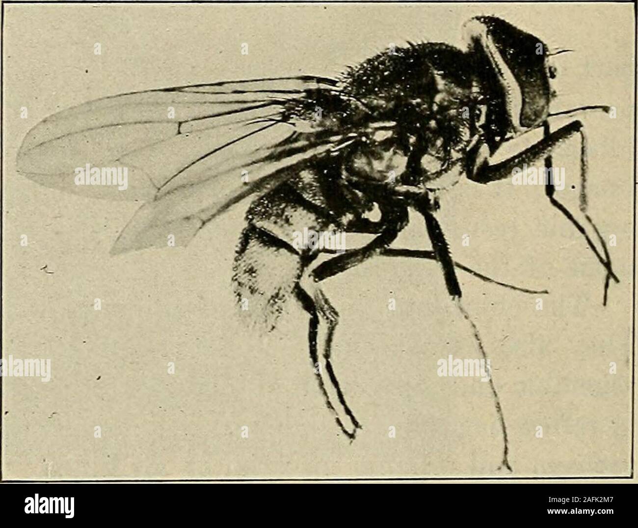 . Preventive medicine and hygiene. FiG. 31.—PuPARiuM OF House Fly. brewers refuse (spent hops), etc.house fly, but have a sharp, needle-like proboscis,sively on mammalian blood and are a great annoyance to horses andcattle in late summer and autumn. They bite persons less frequently,but are of importance onaccount of their possiblerelation to poliomyelitis,anthrax, etc. The sta-ble fly can best be con-trolled by eliminating itsbreeding places. Flies as MechanicalCarriers of Infection.—Leidy in 1864: attributedthe sjDread of gangrenein hospitals during theCivil War to the agencyof the house fly Stock Photo