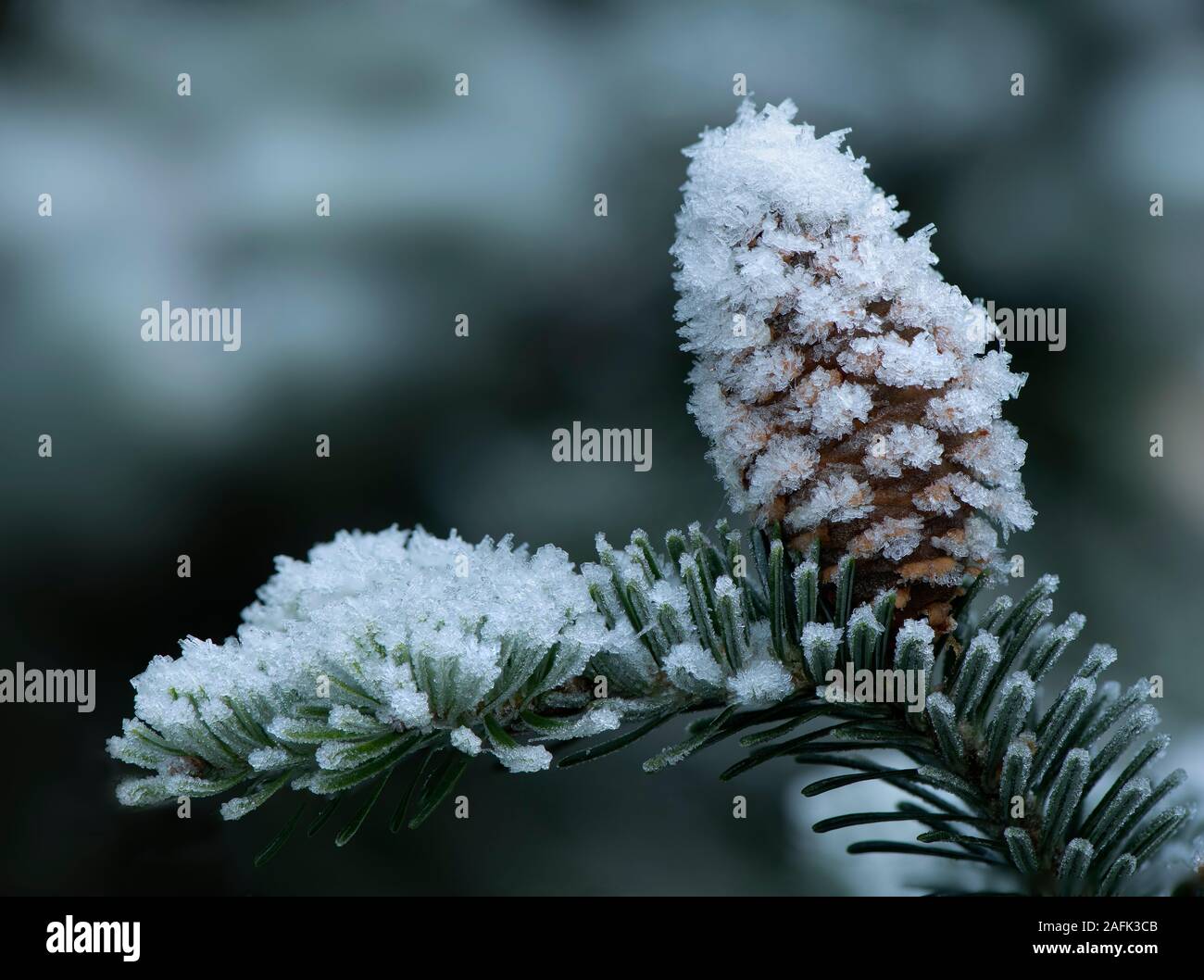Noble Fir (Abies procera) cones covered in frost, Dumfries, SW Scotland Stock Photo