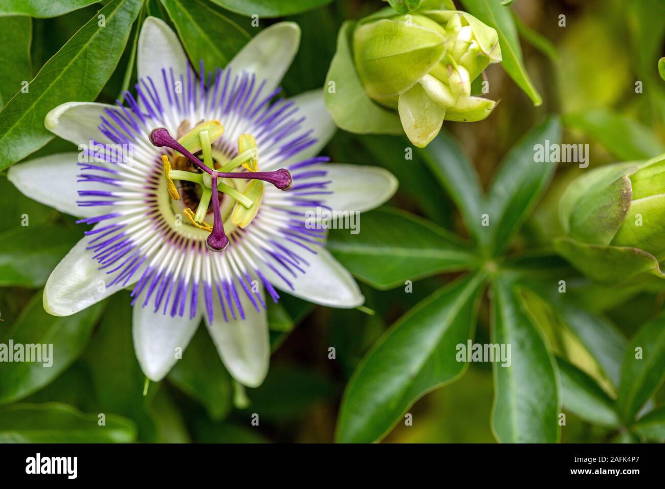 Passion flower cerulean passiflora hires stock photography and images
