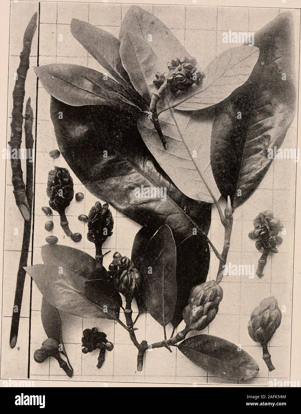 . Handbook of the trees of the northern states and Canada east of the Rocky mountains. Photo-descriptive. SWEET BAY. Magnolia gJauca L.. S/sltwfn;nit^:iHci;rlnd^ one closed and one with escaping seeds, i; for the next seaso^nf 3 ; branchlets fn wfnter 4 ^ ^^^ ^^^^^^^^^ showing ttower-bud 244- Trunk of a tree with leaves at base. Handbook of Trees of the Nortuekn States and Canada. 213 This favorite tree in the forests of the southAtlantic and (.Uilf states attains tlie lieight of,liU or 70 ft., with trunk 2-3 ft. in diameterfovered witli a brownish gray bark, whicii maybe universally smooth or Stock Photo