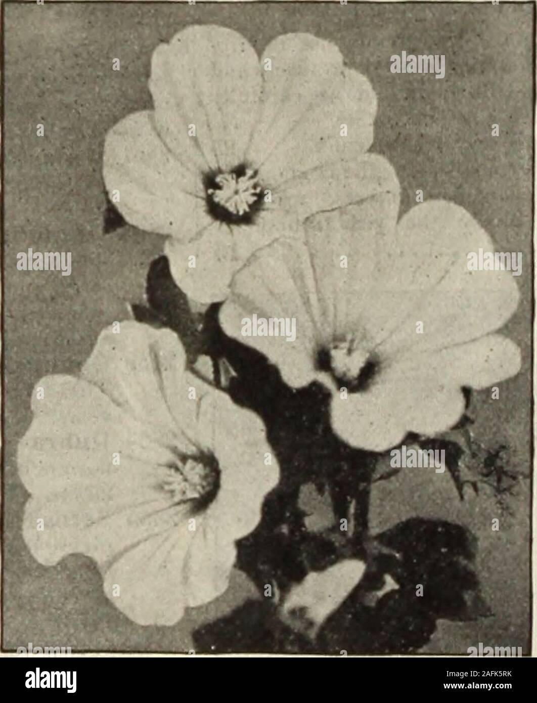 . Dreer's garden book 1915. Lavatera. KoCHIA. I.ATHYRUS. (Everlasting, or Hardy SweetPea.) Showy, free-flowering hardyperennial climbers for coveringold slumps, fences, etc., con-tinually in bloom; fine for cut-ting. PER PKT. 2954 Latifollus WhitePearl. The finest while variety 15 2955 — Pink Beauty. Rosy pink .... 10 2960 — Mixed. All colors. Per oz., 40 cts 5 I. A VENDER. (Lavandula Vera.) 2971 ^^V11 known, sweet-scented, haidy peren-nials; should be exten-sively grown in themixed bonier; 3 feet.^ oz., 25 cts 10 ANNUAE EARKSPITRS. This is one of the best known of garden flowers, and in recen Stock Photo