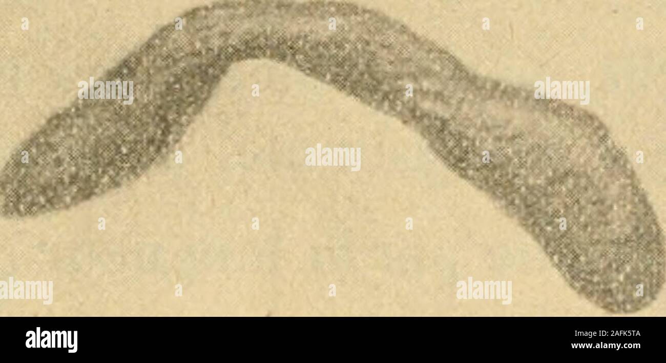 Nandou High Resolution Stock Photography And Images Alamy Nandou High Resolution Stock Photography And Images Alamy