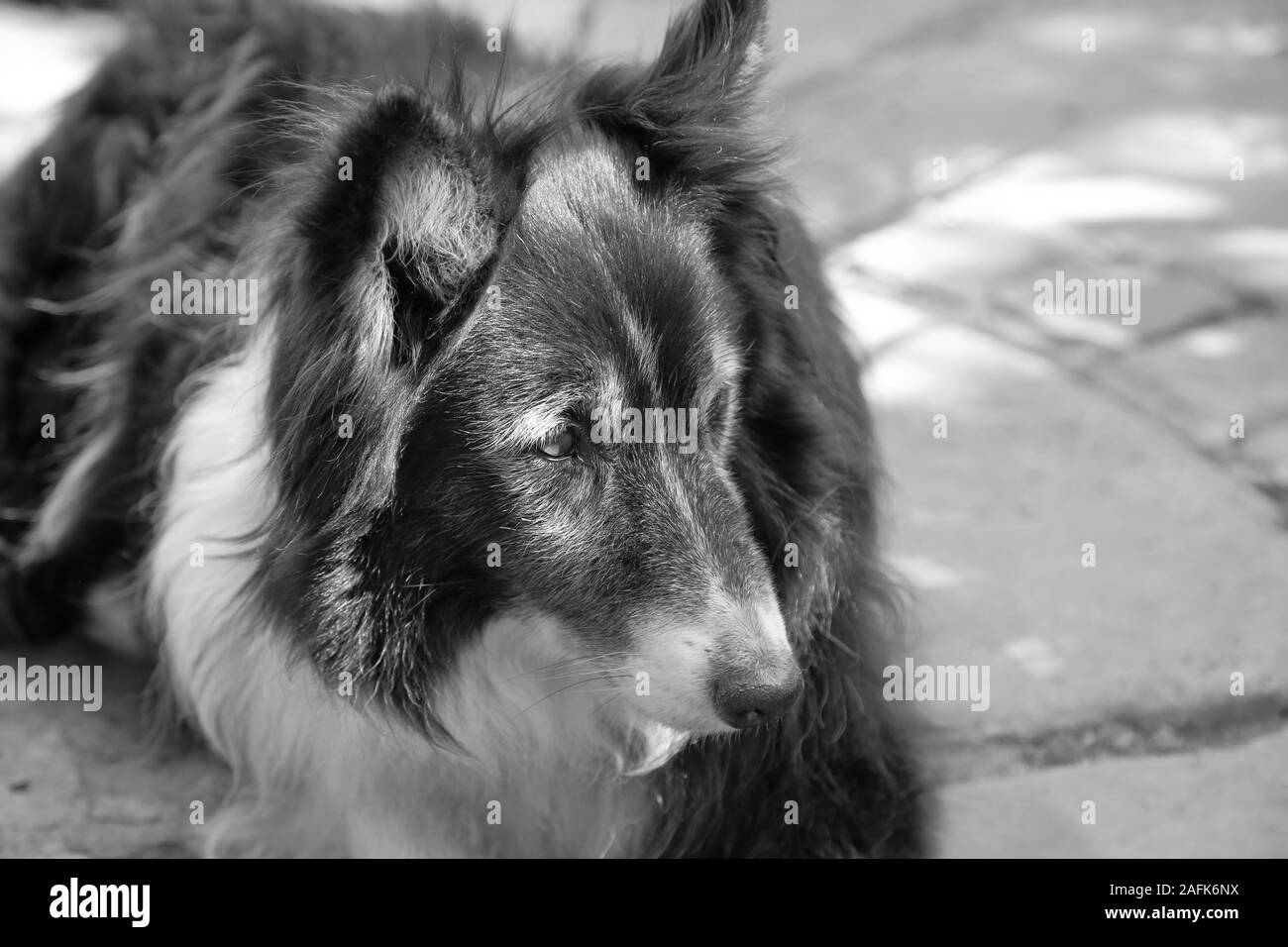 11 year old Border Collie Dog laying outside Stock Photo Alamy