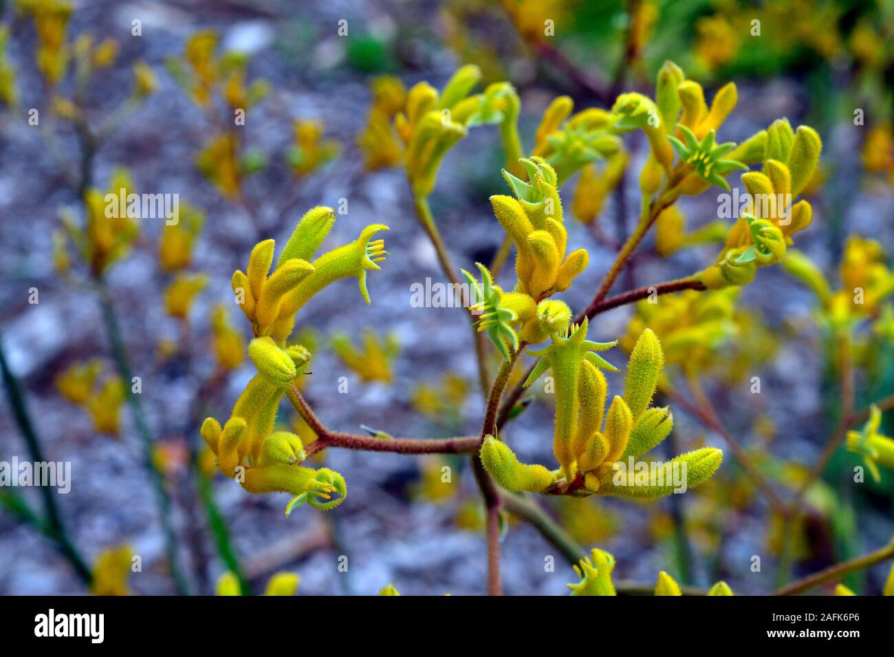 Australia, yellow kangaroo paw plant Stock Photo Alamy