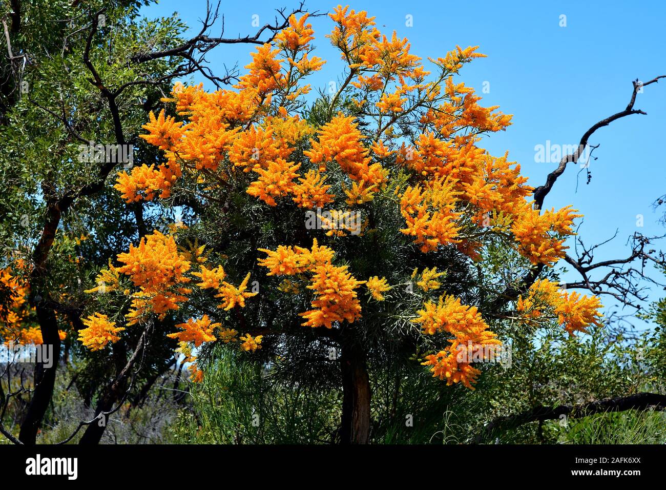 Australia, Nuytsia floribunda aka Western Australian Christmas Tree Stock Photo