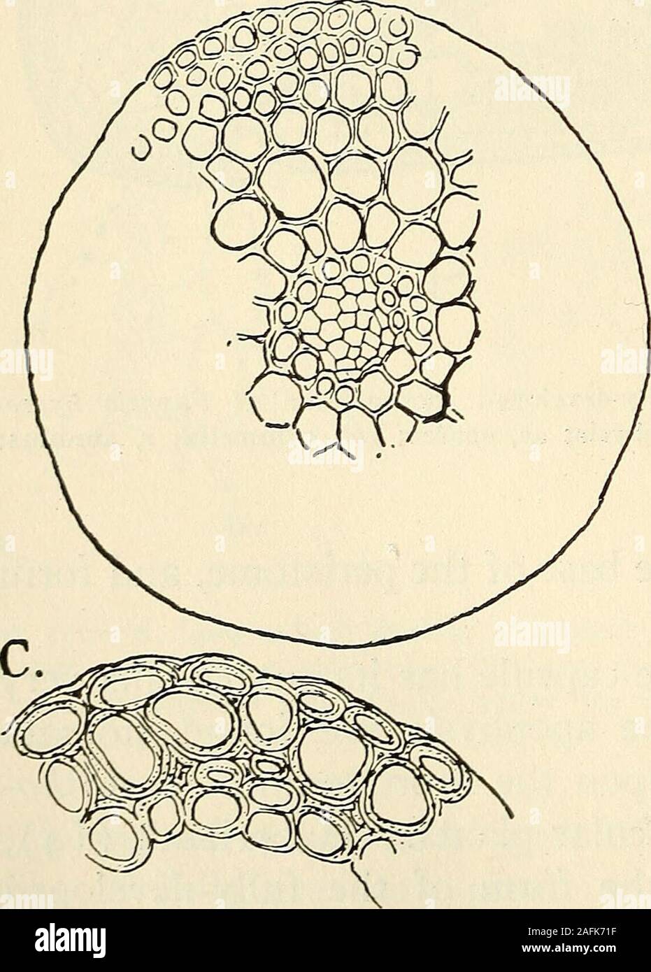 . The structure and development of mosses and ferns (Archegoniatae). Fig. 113.—Funaria hygrometrica. A, Young; B, older stoma, from the base of the capsule; C, vertical section, X360. grows larger, however, the median wall does not grow as fastas the lateral walls, and a space is left between its extremities, B, A.. Stock Photo