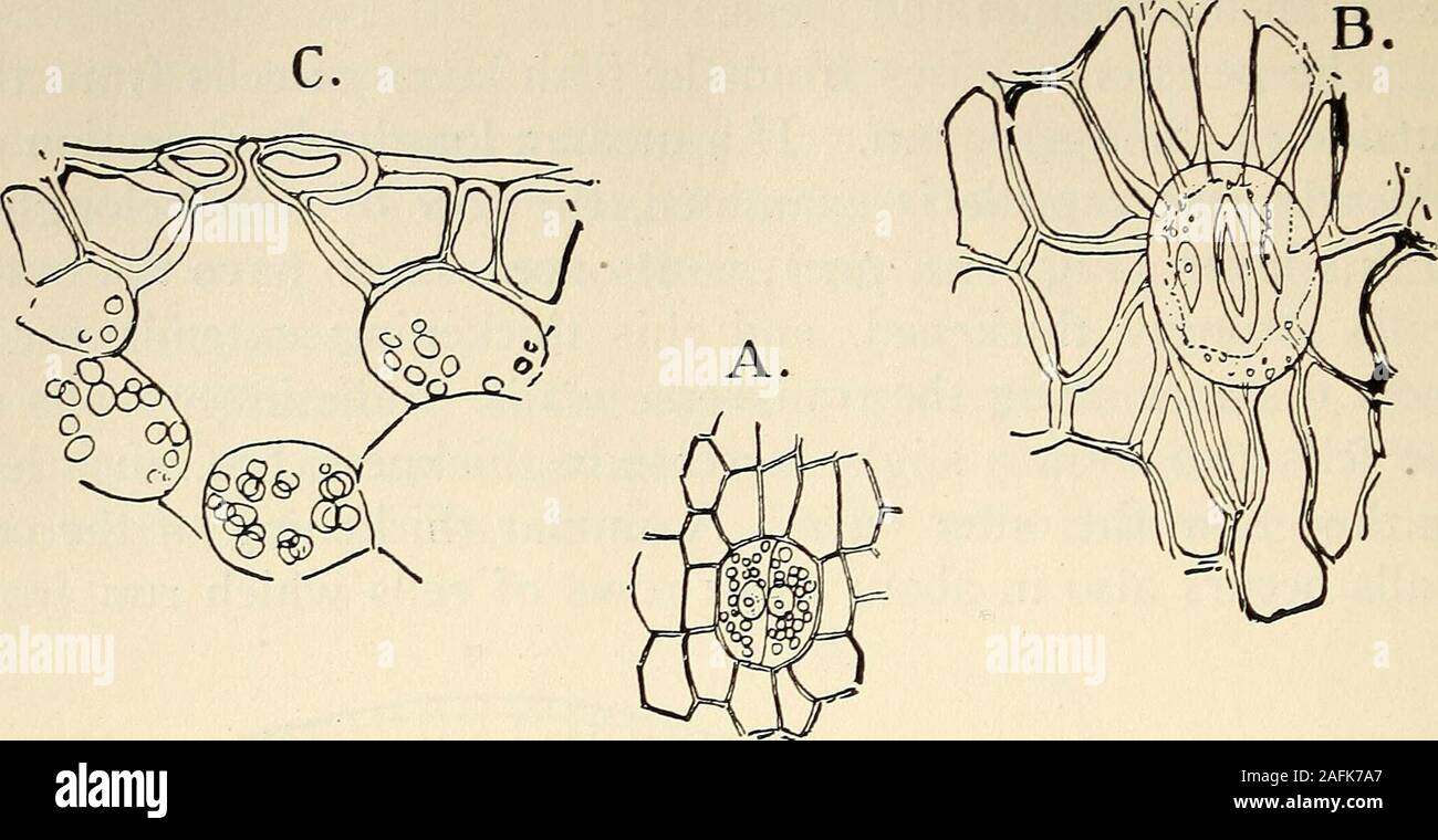 . The structure and development of mosses and ferns (Archegoniatae). S. ^- Fig. 112.—Longitudinal section of a fully-developed sporogonium of Funaria hygro-metrica, X about 40; s, seta: a, apophysis; sp, spores; col, columella; r, annulus;o, operculum. the outside of the capsule to the base of the peristome, and formthe rim of the theca or urn. The epidermis of the whole capsule has its outer walls verymuch thickened, and upon the apophysis are found stomataquite similar to those found upon the sporogonium of Antho-ceros or upon the leaves of vascular plants. Haberlandt ( (4),p. 464), showed t Stock Photo