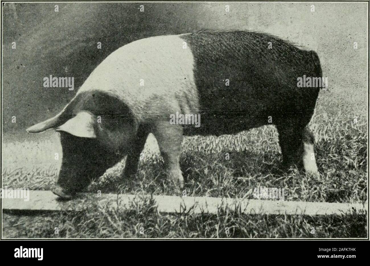 Southern pork production. e Duroc-Jersey,an ideal pork animal is pro-duced. Their fecundity andbreeding capacity is high. . W. Bitting found 400 littersto average pigs each, which must be considered Southern pork production. e Duroc-Jersey,an ideal pork animal is pro-duced. Their fecundity andbreeding capacity is high. . W. Bitting found 400 littersto average pigs each, which must be considered