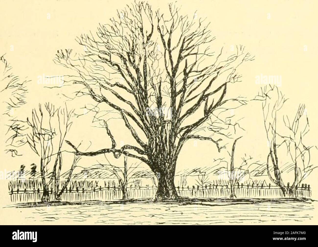 . Essex naturalist: being the journal of the Essex Field Club. 4.^ MKdt^- FiG. 25.—Oak at Mu.vdon Hall, near Maldon. THE OAK TREE IN ESSEX. HI Mundon Hall Oaks.—At Mundon Hall, near Maldon, thereis a magnificent collection of oak trees, no less than forty-nine finetrees in a field of moderate size, and in an adjoining wood there isanother, making fifty in all. A large proportion of these trees havetrunks which have grown to the respectable size of from i6 to17 feet circumference. It is quite wonderful to find so many well-grown oaks in one small enclosure. The Hall, though modern, nodoubt repl Stock Photo