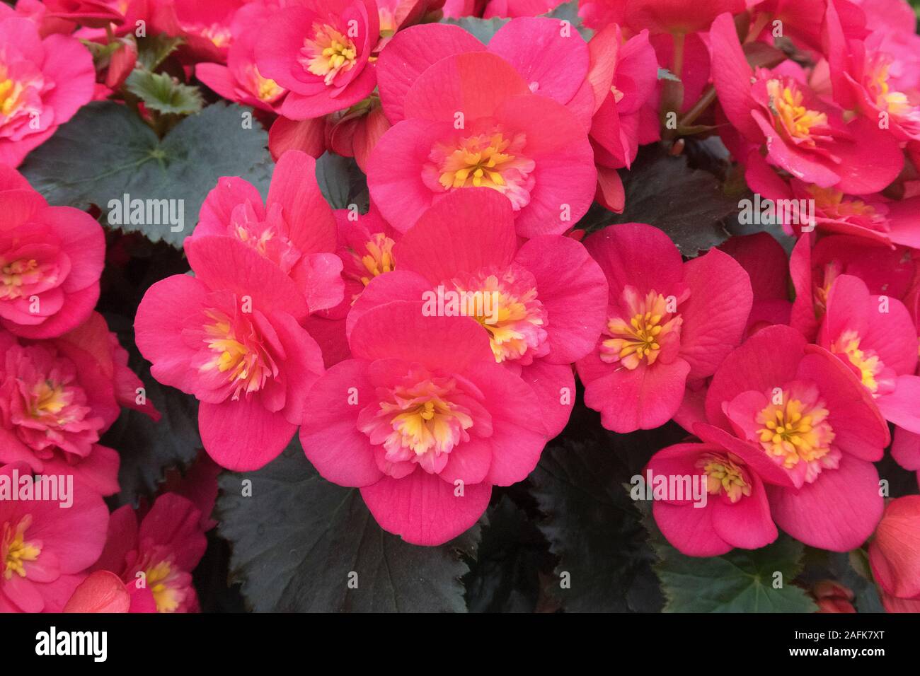 Full frame image of red blooming begonia flowers Stock Photo