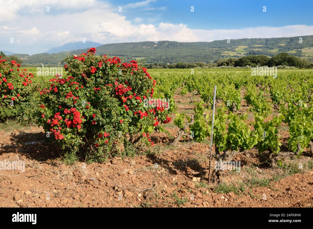 Côtes-du-Rhônre-Village Vineyards near Vaison-la-Romaine with Rose Bushes Planted for Biological Insect Control Provence France Stock Photo