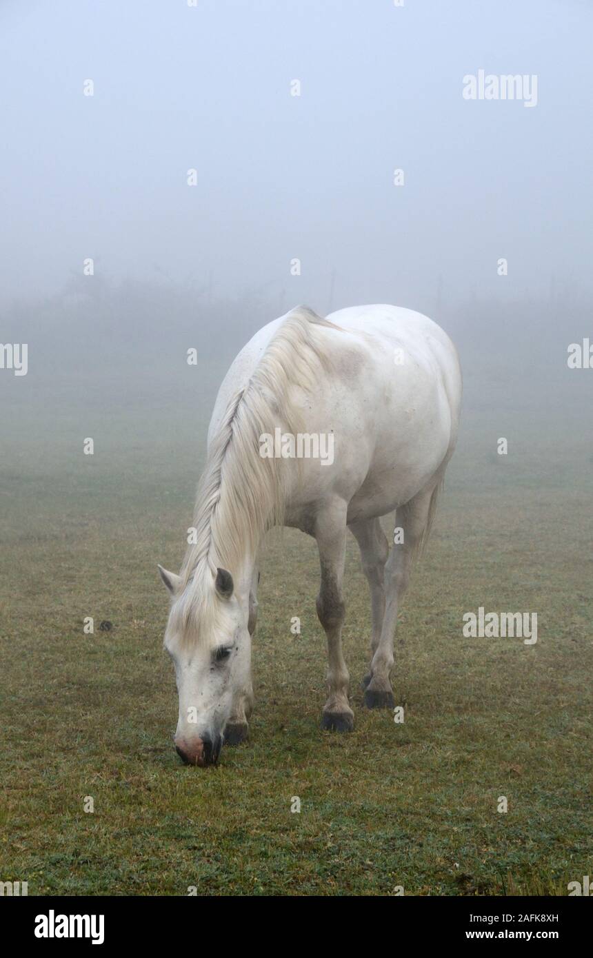 Single White Camargue Horse Grazing on Misty Spring Morning in the Camargue Parc Natruel Régional or Nature Reserve Camargue Provence France Stock Photo
