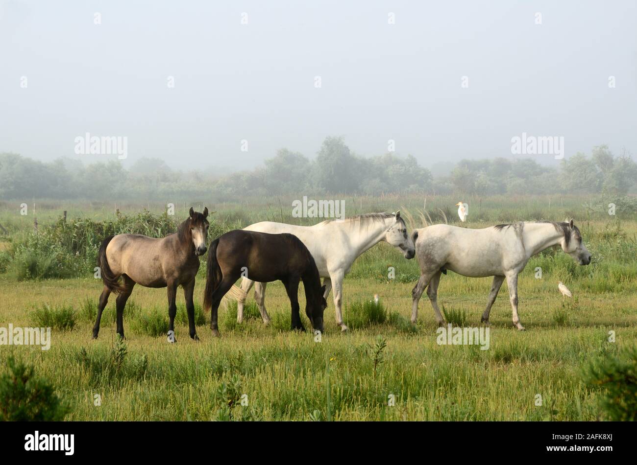 Group of Camargue Horses Grazing & Cattle Egrets in Morning Mist Camargue Parc Naturel Régional & Nature Reserve Provence France Stock Photo