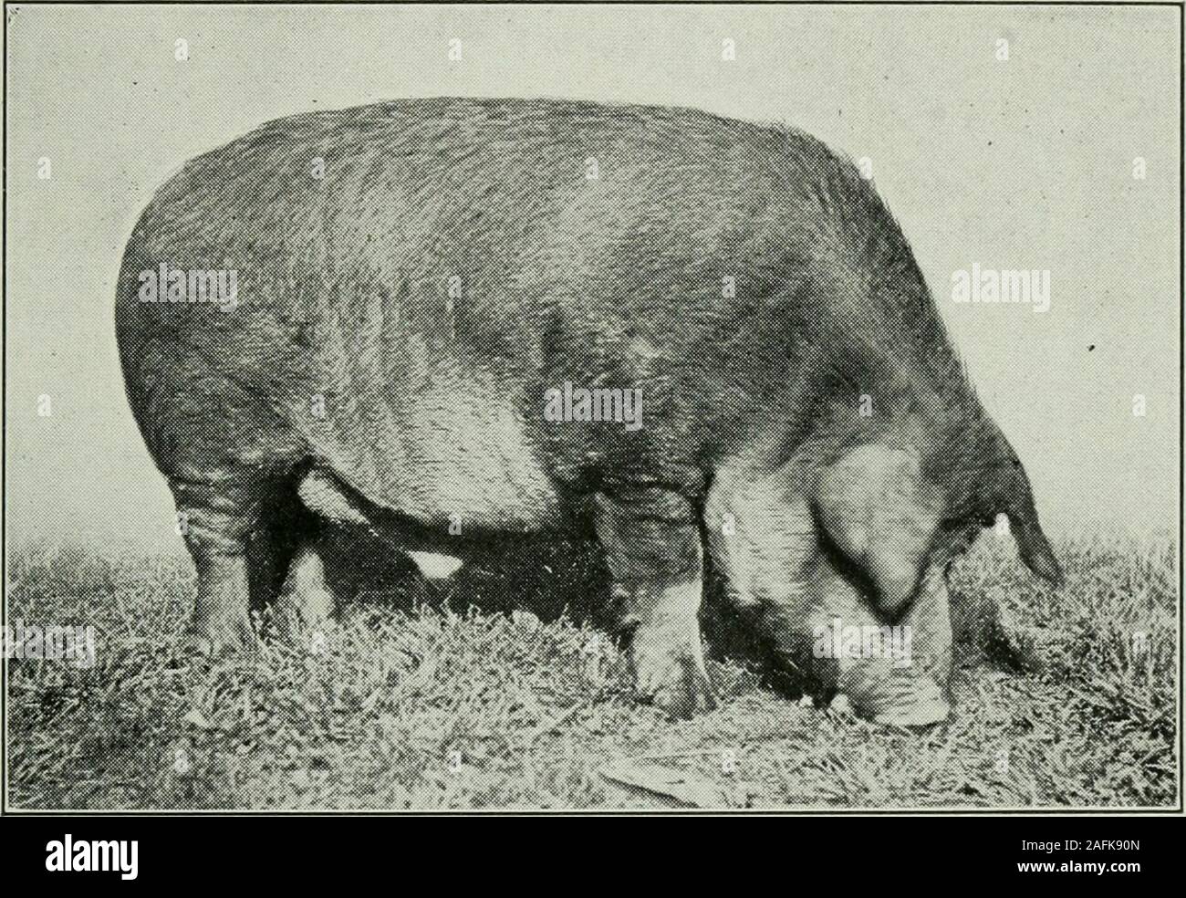 . Southern pork production. Blood lines of the Duroc-Jersey. which may vary from a very light to a very dark red. Insome instances they have black spots on the skin, but thisis not objected to. In size they are classed as mediumto large. Some individuals attain weights close to 1,000pounds, but mature boars will average around 500pounds and mature sows around 400. This is one of the BREEDS OF SWINE 61 most adaptable breeds of swine we have, and onaccount of its color and general qualities it is remarkablywell suited to southern conditions. It is an early matur-ing breed that will fatten readil Stock Photo