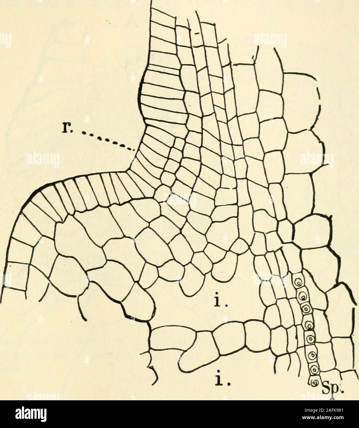 . The structure and development of mosses and ferns (Archegoniatae). Fig. 109.—Funaria hygrometrica. A, Longitudinal section of a sporogonium showingthe first differentiation of its parts, X about 96; B, the upper part of the same,X600; r marks the limits of the theca and operculum; C, basal part of the cap-sule of the same, X600. The intercellular spaces are beginning to form; ar,archesporium; col, columella. VI. THE BRYALES 200 similar section is made through an older capsule (Fig. no),it is evident at once that the enlargement takes place mainlybelow the junction of the operculum, and there Stock Photo