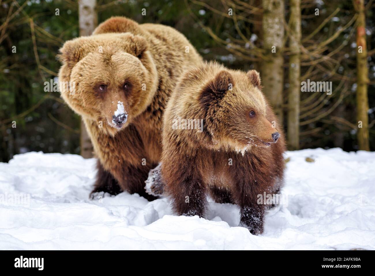Brown bear with cub in the winter forest Stock Photo - Alamy