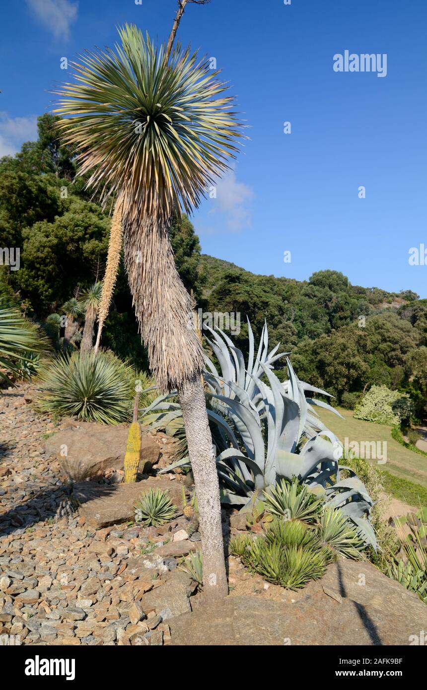 Chile Garden with Agaves, Yuccas & Palms at Domaine du Rayol Botanical Garden & Arboretum Rayol-Canadel-sur-Mer Var Côte-d'Azur France Stock Photo