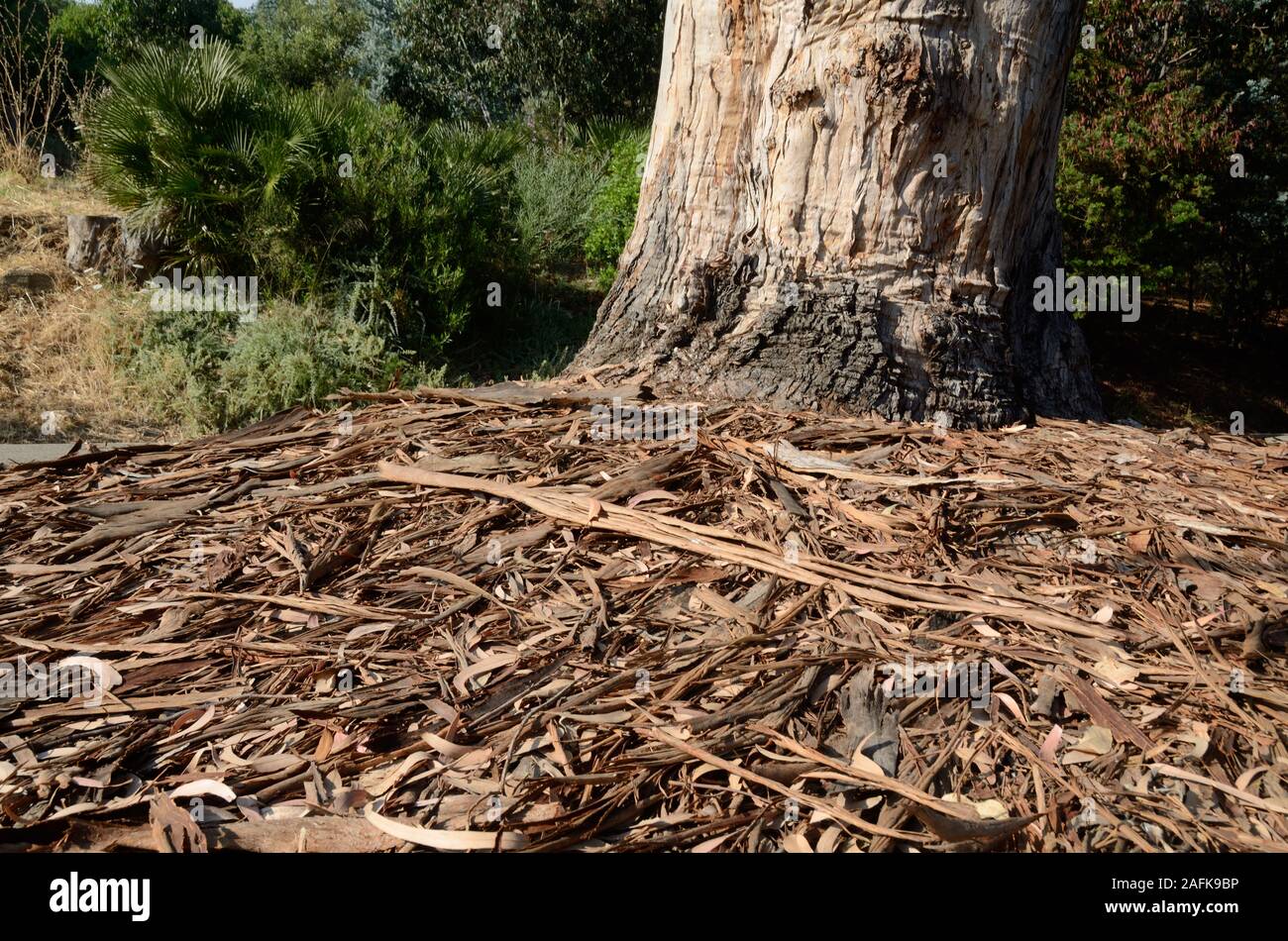 Bark of Eucalyptus robusta tree and litterfall, plant litter, tree litter, plant debris or bark debris on forest floor. Stock Photo