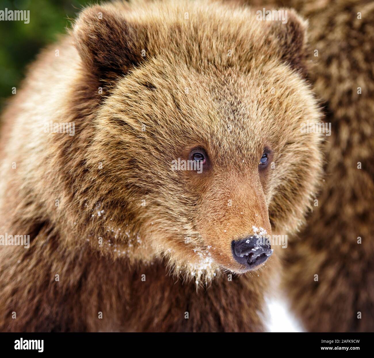 Beautiful close up portrait of the brown bear cub (Ursus arctos Stock ...