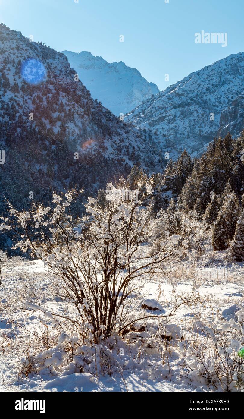 dried tree in the snow on a background of mountains Stock Photo