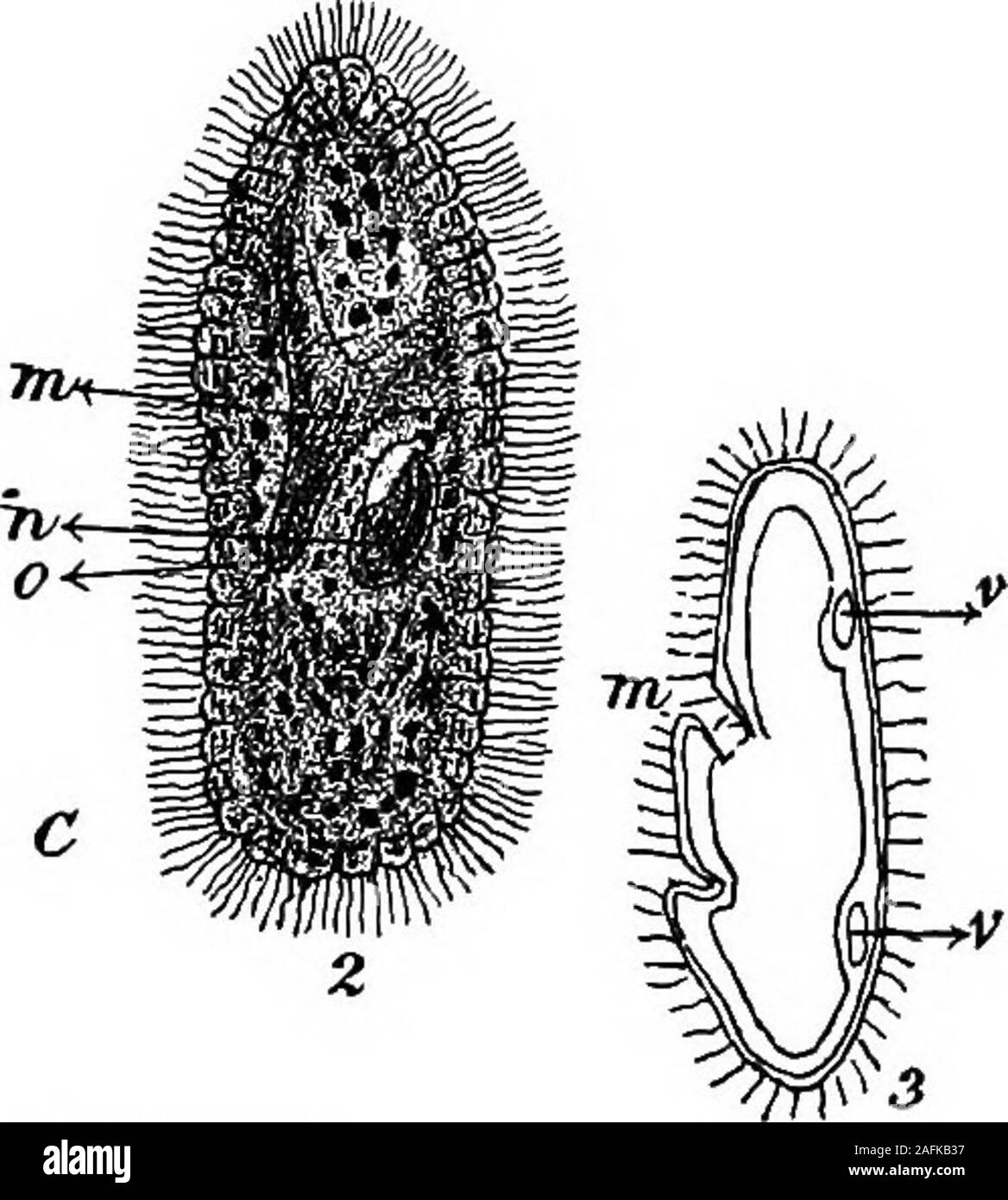 . The physiology of the Invertebrata. Fig. 3.—Types of Infusoria. Representing the Flagellata, the Tentaculifera, and the Ciliata. A = Noctiluca. B = Acineta. C i = Vorticella. C 2 and 3 = Paramoecium. Gv = Gastric vacuole. F = Flagellum. i = Tentacles, n = Nucleus. V = Contractile vacuole, m = Mouth. 0 = (Esophagus. fixed to a pedicle their whole life. These organisms possesstentacula, or suckers, and are entirely different from theradiating pseudopodia of the Badiolaria. Each tentaculumis a tube (containing a granular fluid) which terminates PHYSIOLOGY OF THE INVERTEBRATA. 29 exteraally in a Stock Photo