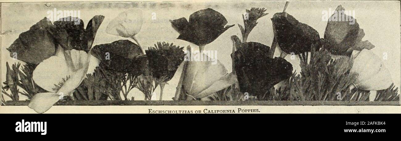 . Dreer's garden book 1915. 83. ESCHSCHOLTZIAS OR CALIFORNIA POPPIES. ESCHSCHOtrTZI A (California Poppy, Gold Cups). Very attractive annuals for beds, edgings, or masses; profuse-flowering, fine-cut, glaucous foliage; in bloom from June to frost; theGolden sorts and the blue Larkspur or Cornflower form a beautiful combination, either in the garden or when cut; 1 foot. (See cut.) PER PKT. f ^^ PKl. ?2423 Californica. Bright yellow. Oz., 30 cts o 2425 — Aurantiaca. Rich orange. Oz., 30 cts 5 2432 Cross of flalta. Pure yellow with orange blotch atbase of petals, forming a Maltese Cross; light gre Stock Photo