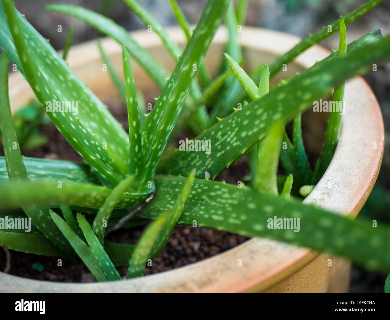 Aloe vera in a vase Stock Photo Alamy