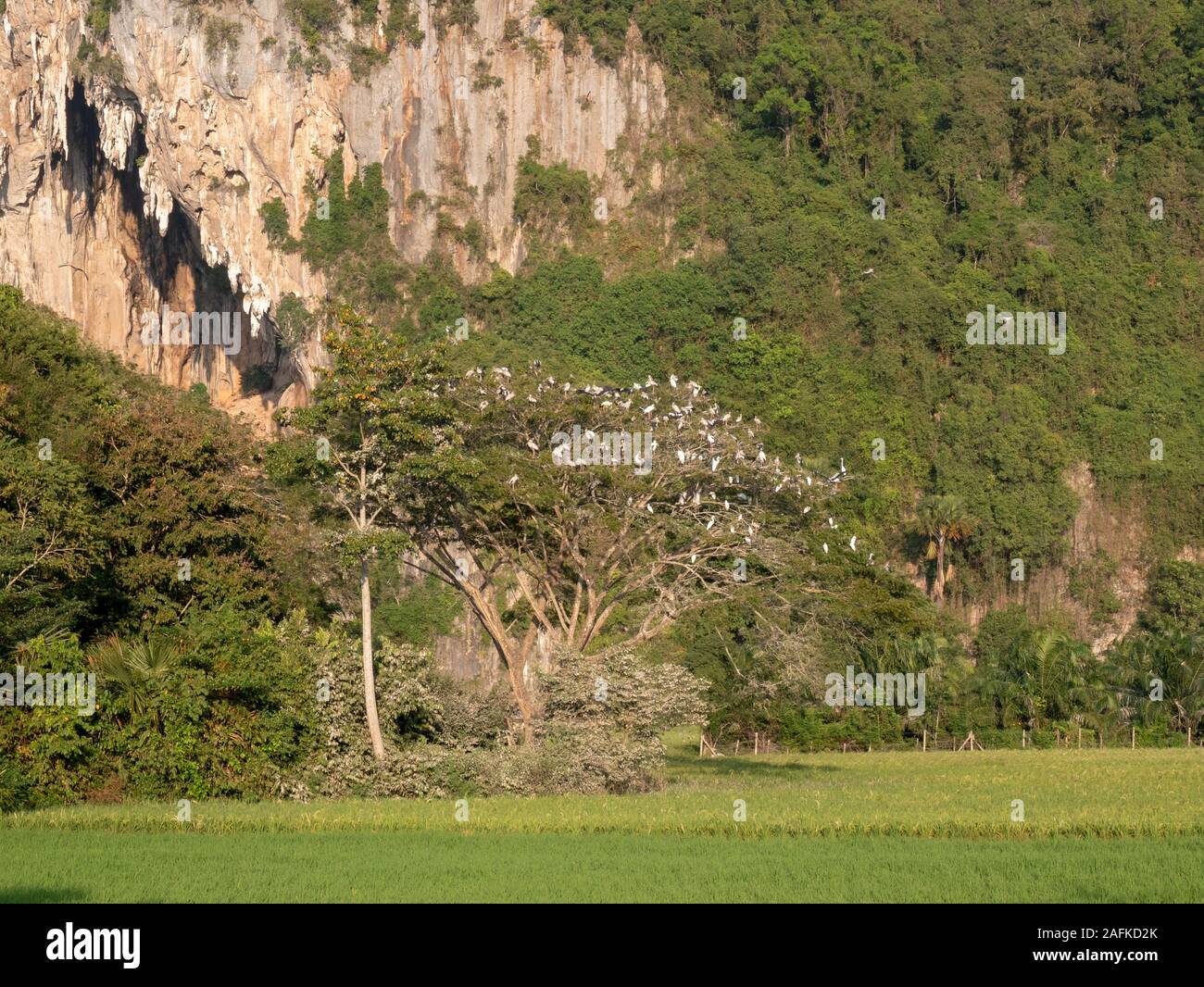 A flock of birds on the tree Stock Photo