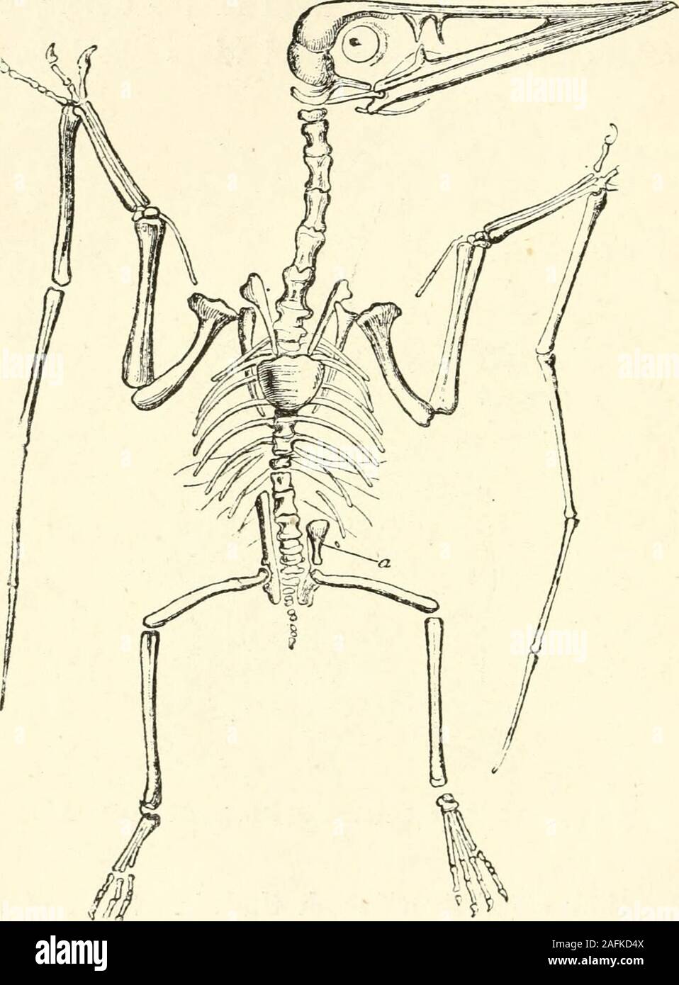 . The Bible and science. Fig. 100.—A Mud-tortoise (Trionyx), showing the dorsal plates. which they could fly through the air. Some of theselatter were small, but others w^ere of stupendous pro-portions, one of them measuring, as has been calcu-lated, no less than twenty-seven feet across the wingsfrom tip to tip. I UK EXTINCT EEPTILES. In these flying lizards, the wings were probablysomewhat like those of the bats of the present day,. Fkj. 101—Skeleton of Pterodaotyl. —leathery, membranous expansions, stretching fromthe fore-legs to the hind-legs, and to the sides of THEIR LIKENESS TO BIRDS. 1 Stock Photo