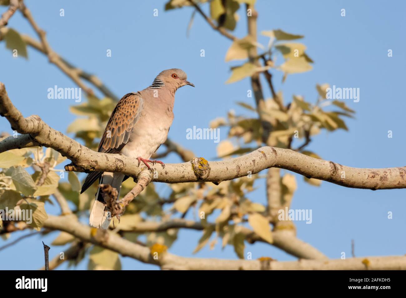 Collared Dove ( Streptopelia turtur ), adult bird, rare and endangered