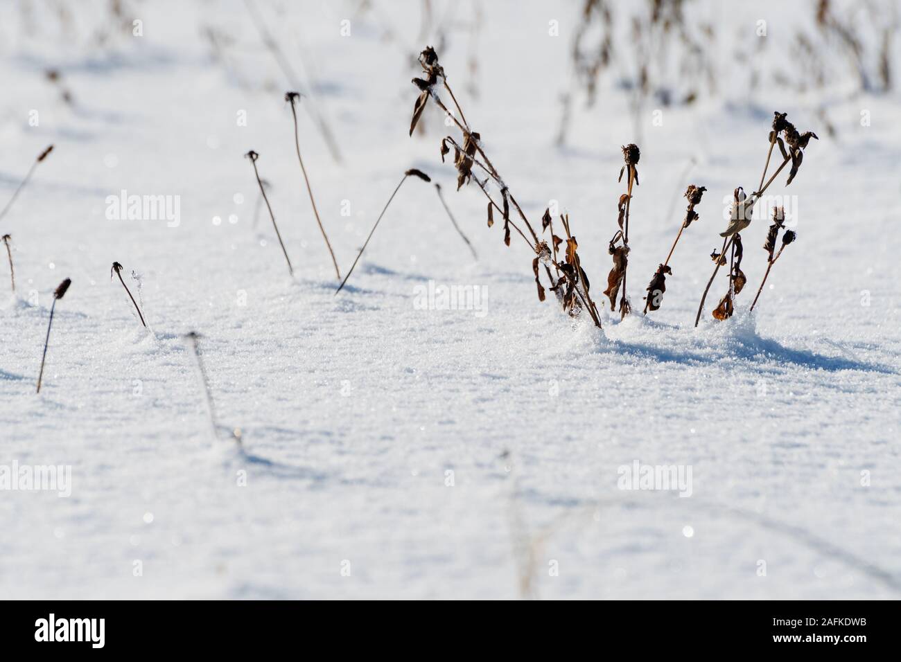 Closeup of dry grass sticking out of snow. Botany, seasons and weather concepts Stock Photo