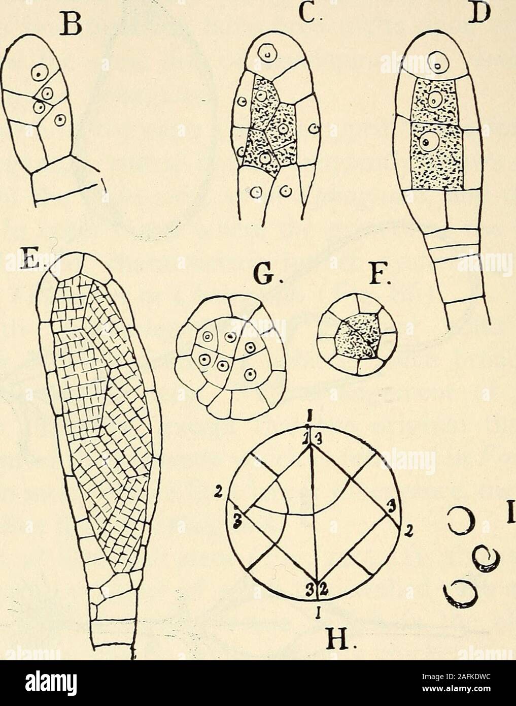 . The structure and development of mosses and ferns (Archegoniatae). Fig. 102.—Funaria hygrometrica. Development of the antheridium. A-D, Longitudinalsections of young stages, X600; D is cut in a plane at right angles to C; E, opticalsection of an older stage, X300; G, F, cross-sections of young antheridia, X600;H, diagram showing the first divisions in the antheridium; I, young spermatozoids,X1200. The outer cell either becomes at once the mother cell of theantheridium, or other transverse walls may occur, so that ashort pedicel is first formed (Fig. 102, A). Finally in theterminal cell, as i Stock Photo