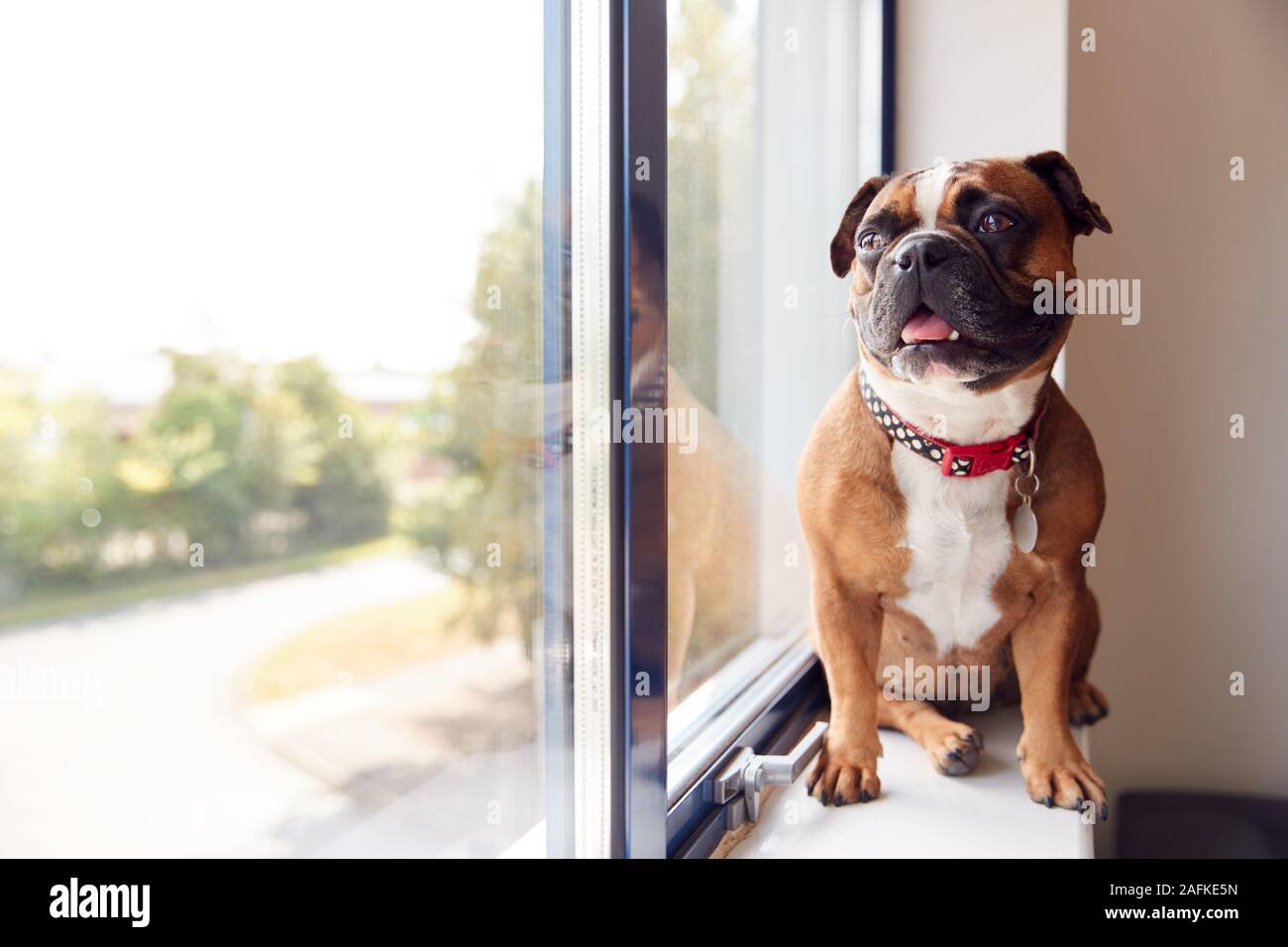Bulldog Puppy Wearing Collar Looking Out Of Office Window Stock Photo