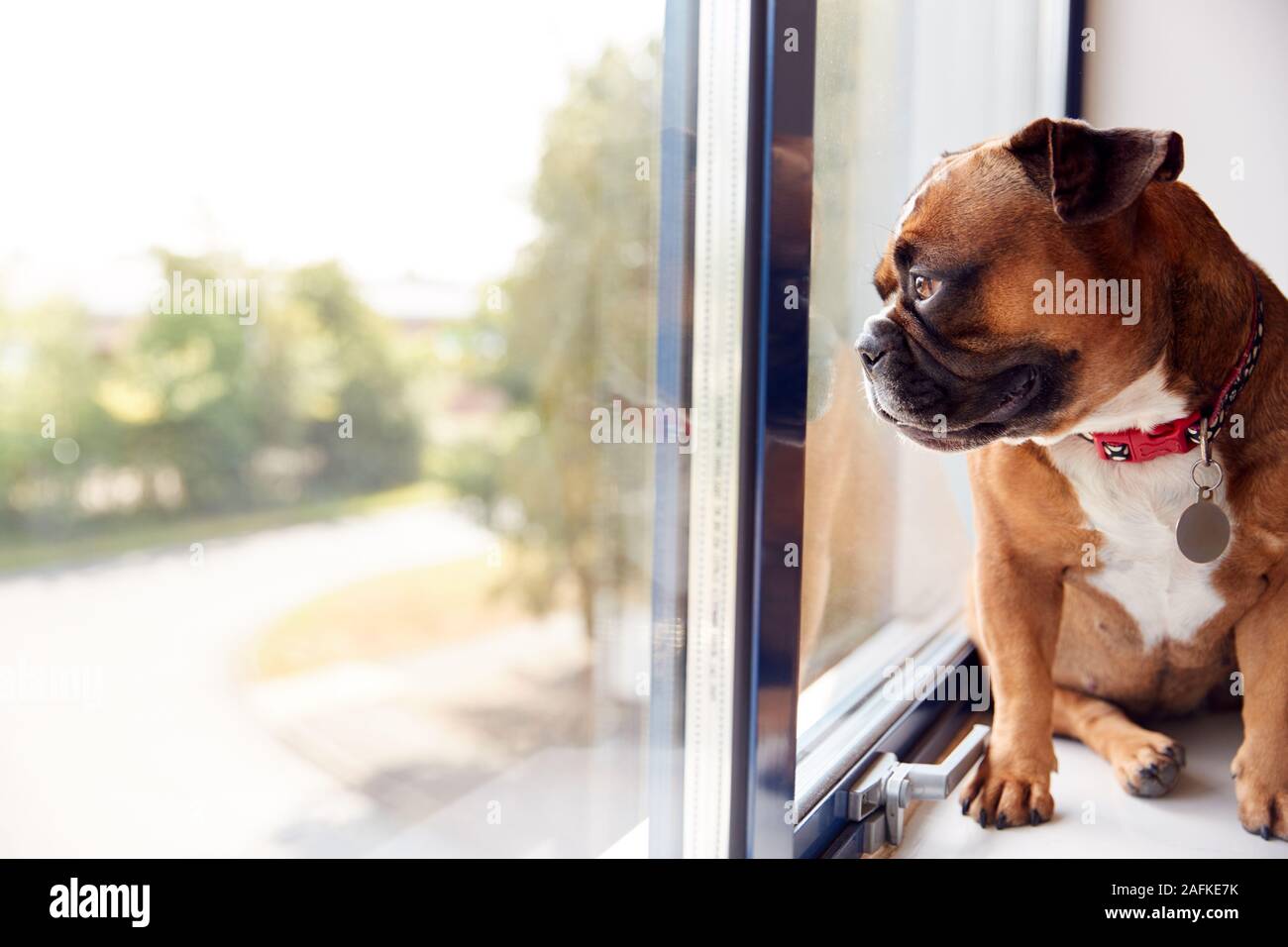 the office dog collar